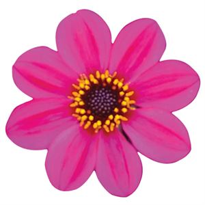 Bild von Ej Dahlia knop Purple
